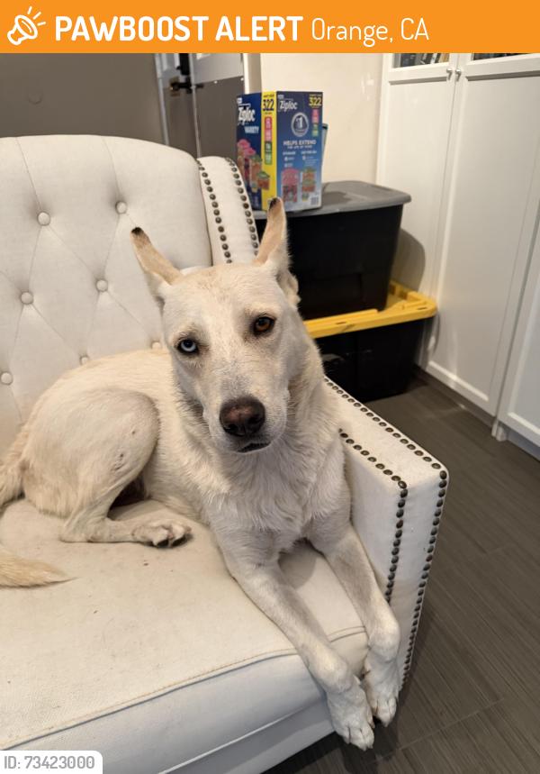 Found/Stray Female Dog last seen Romelle/ Breezy, Orange, CA 92869