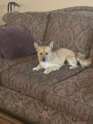 Lost Male Dog last seen Arbor Vitae & 3rd Ave, Inglewood, CA 90305