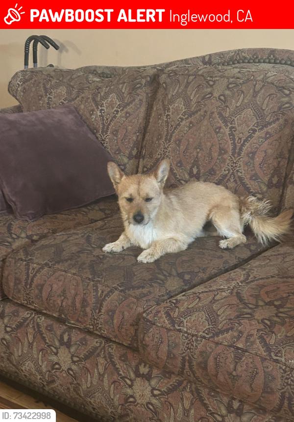 Lost Male Dog last seen Arbor Vitae & 3rd Ave, Inglewood, CA 90305