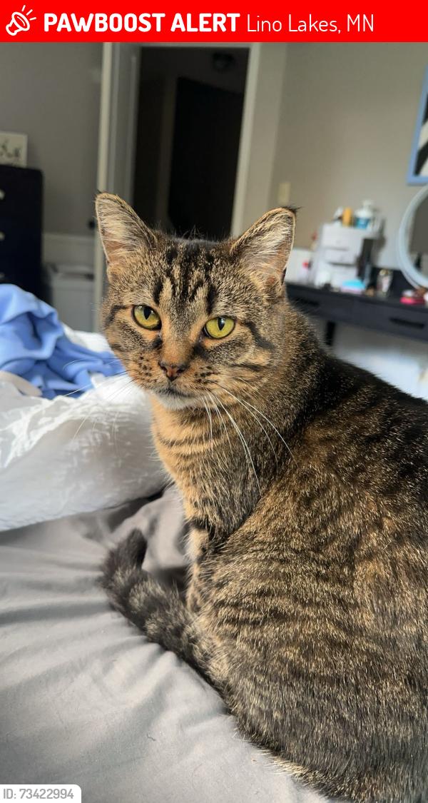 Lost Female Cat last seen Lake Dr, Lino Lakes, MN 55014