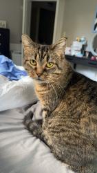 Lost Female Cat last seen Lake Dr, Lino Lakes, MN 55014