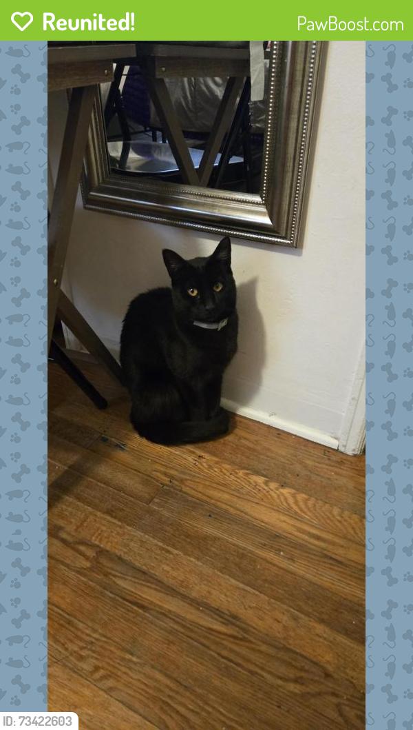 Reunited Male Cat last seen Between 3rd Ave & 2nd Ave., Chula Vista, CA 91910