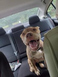 Reunited Female Dog last seen Found on Murphy hill road before the bread store, Buncombe County, NC 28787