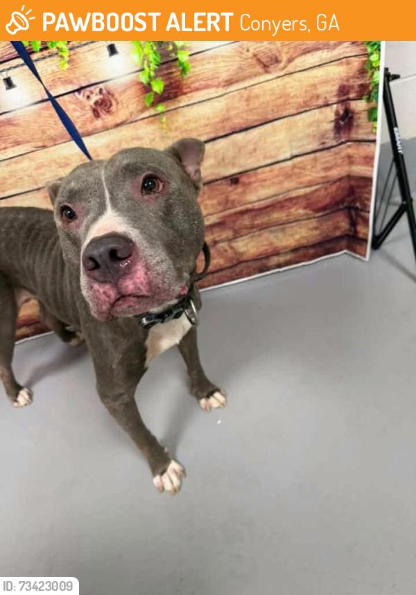 Found/Stray Unknown Dog last seen Located at Rockdale County Animal Service, 1506 Rockbridge Road, Conyers, GA 30012, Conyers, GA 30012