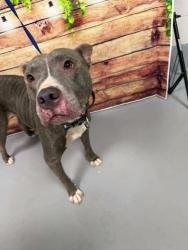 Found/Stray Unknown Dog last seen Located at Rockdale County Animal Service, 1506 Rockbridge Road, Conyers, GA 30012, Conyers, GA 30012