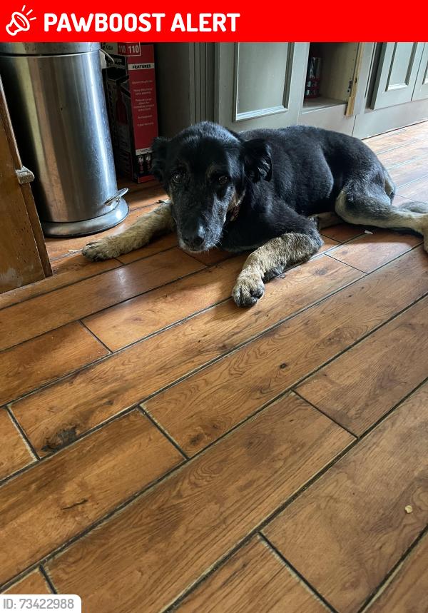 Lost Male Dog last seen State highway 79,, Marlboro Township, NJ 07751