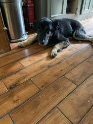 Lost Male Dog last seen State highway 79,, Marlboro Township, NJ 07751