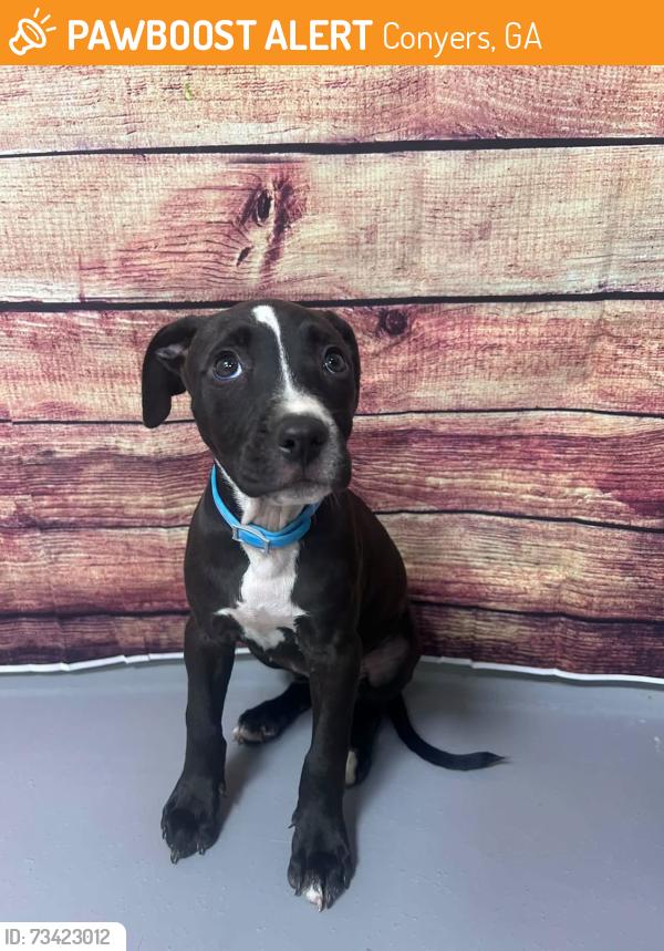 Found/Stray Unknown Dog last seen Located at Rockdale County Animal Service, 1506 Rockbridge Road, Conyers, GA 30012, Conyers, GA 30012