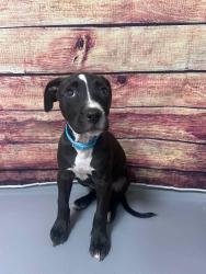 Found/Stray Unknown Dog last seen Located at Rockdale County Animal Service, 1506 Rockbridge Road, Conyers, GA 30012, Conyers, GA 30012