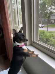 Lost Male Dog last seen Asbury cemetery, Cincinnati, OH 45255