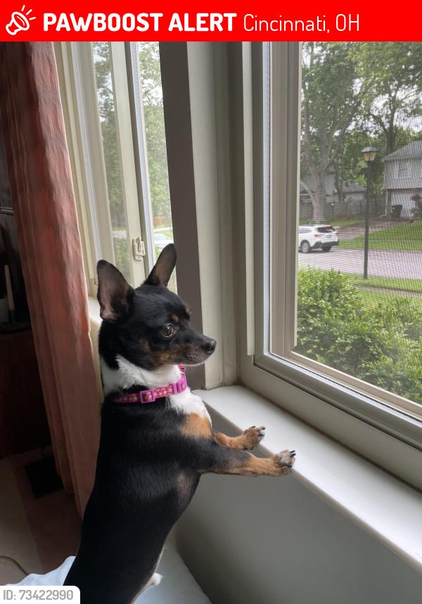 Lost Male Dog last seen Asbury cemetery, Cincinnati, OH 45255