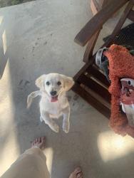 Lost Unknown Dog last seen 10th st. West and lancaster, Lancaster, CA 93534