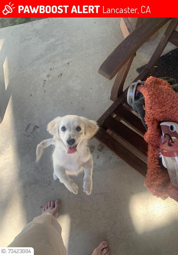 Lost Unknown Dog last seen 10th st. West and lancaster, Lancaster, CA 93534