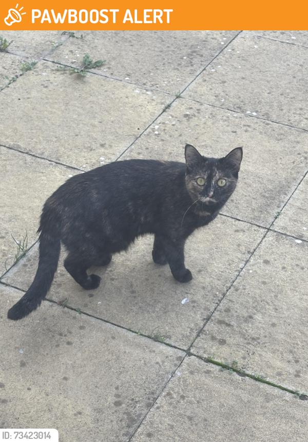 Found/Stray Unknown Cat last seen ME88FF, Rainham, England ME8 8FG