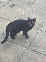 Found/Stray Unknown Cat last seen ME88FF, Rainham, England ME8 8FG