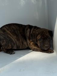 Shelter Stray Female Dog last seen Midwest City, 8485 E Reno Ave, Midwest City, OK 73110, USA