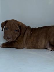 Shelter Stray Male Dog last seen Midwest City, 8485 E Reno Ave, Midwest City, OK 73110, USA