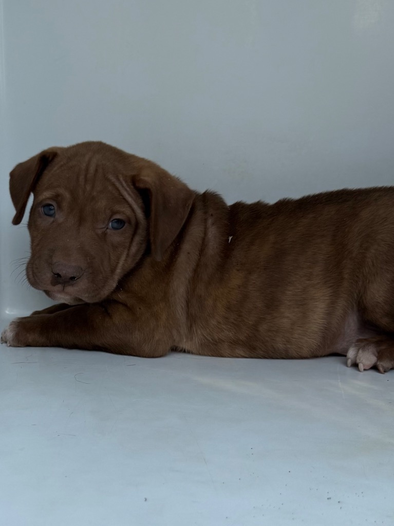Shelter Stray Male Dog last seen Midwest City, 8485 E Reno Ave, Midwest City, OK 73110, USA