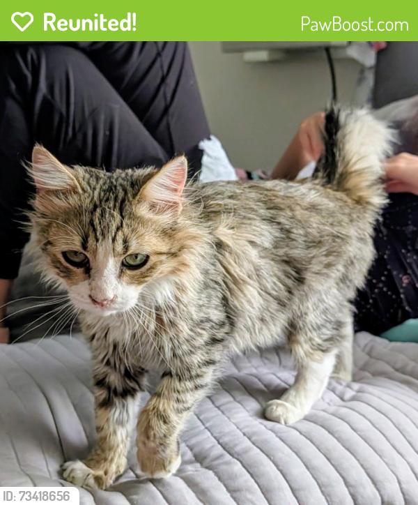 Reunited Male Cat last seen Between adelanto rd and pearmain st, Adelanto, CA 92301