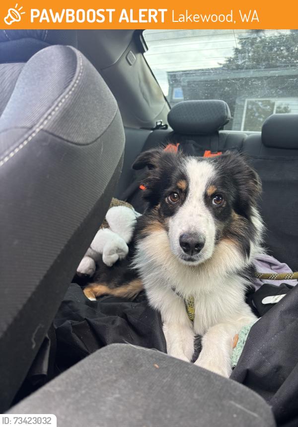 Found/Stray Male Dog last seen Bridgeport and dowerdell lane, Lakewood, WA 98499