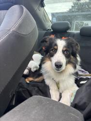 Found/Stray Male Dog last seen Bridgeport and dowerdell lane, Lakewood, WA 98499