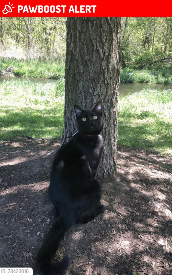 Lost Male Cat last seen Brookline Ave and McGill Ave Cherry Hill, Cherry Hill Township, NJ 08002