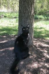 Lost Male Cat last seen Brookline Ave and McGill Ave Cherry Hill, Cherry Hill Township, NJ 08002