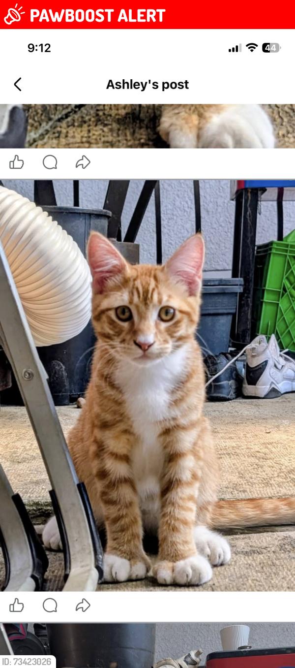 Lost Male Cat last seen Near st and Selkirk ave, Maple Ridge, BC V2X 2W8
