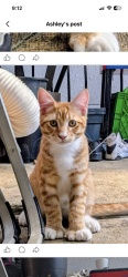 Lost Male Cat last seen Near st and Selkirk ave, Maple Ridge, BC V2X 2W8