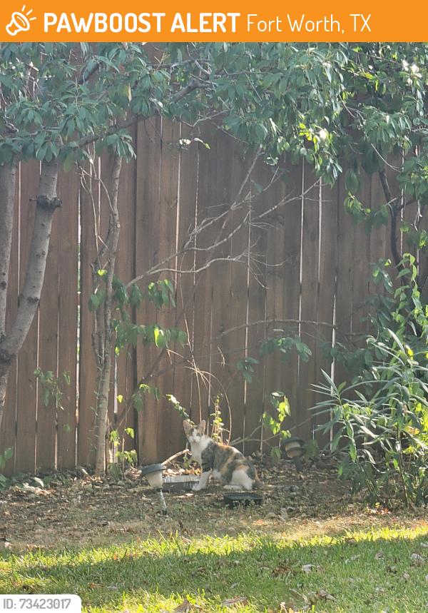 Found/Stray Unknown Cat last seen West Cleburne and Sweetgum Way Fort Worth, Fort Worth, TX 76133