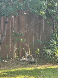 Found/Stray Unknown Cat last seen West Cleburne and Sweetgum Way Fort Worth, Fort Worth, TX 76133
