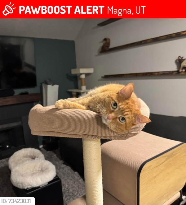 Lost Female Cat last seen 3000s 9150w, Magna, UT 84044