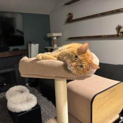 Lost Female Cat last seen 3000s 9150w, Magna, UT 84044