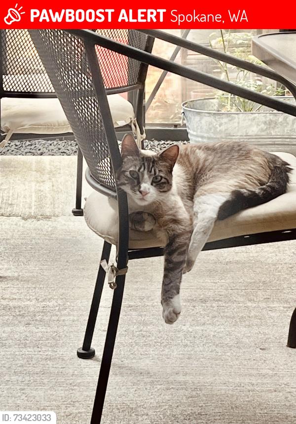 Lost Female Cat last seen Bridge Ave. and Cochran. Across from Kendall Yards, Spokane, WA 99260