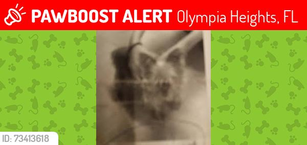 Lost Female Dog last seen Miami Florida, Olympia Heights, FL 33175