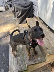 Reunited Female Dog last seen Jack st, Lindale, GA 30173