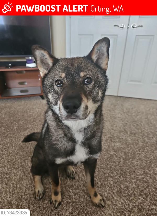 Lost Male Dog last seen Village Green, Orting, WA 98360