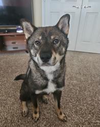 Lost Male Dog last seen Village Green, Orting, WA 98360