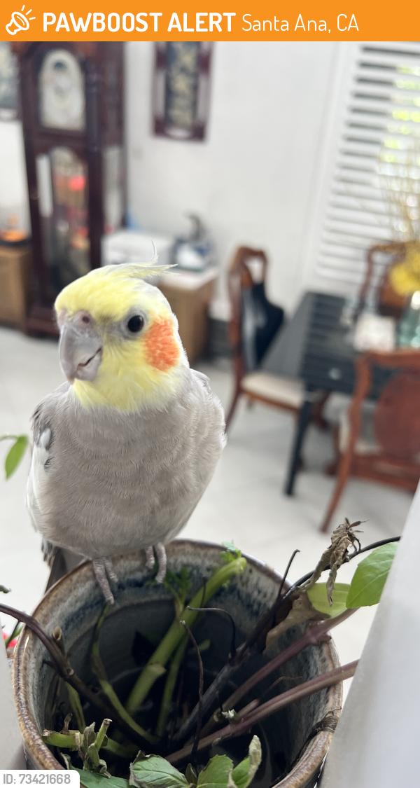Found/Stray Unknown Bird last seen Firth and Harbor, Santa Ana, CA 92703