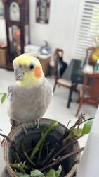 Found/Stray Unknown Bird last seen Firth and Harbor, Santa Ana, CA 92703