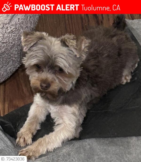 Lost Male Dog last seen Silver Spur and Yosemite Rd, Tuolumne, CA 95379