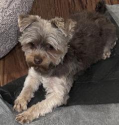 Lost Male Dog last seen Silver Spur and Yosemite Rd, Tuolumne, CA 95379