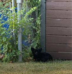 Found/Stray Unknown Dog last seen Redlands & Hardy, Austin, TX 78757