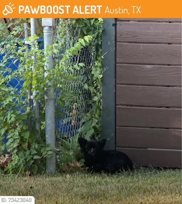 Found/Stray Unknown Dog last seen Redlands & Hardy, Austin, TX 78757