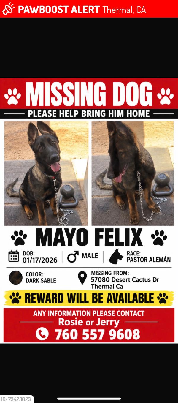 Lost Male Dog last seen Near desert cactus drive thermal ca 92274, Thermal, CA 92274
