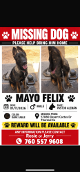 Lost Male Dog last seen Near desert cactus drive thermal ca 92274, Thermal, CA 92274