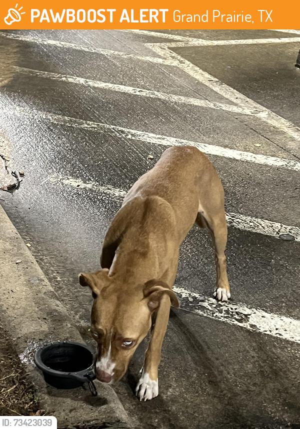 Found/Stray Unknown Dog last seen Tony Shotwell life center, Grand Prairie, TX 75050