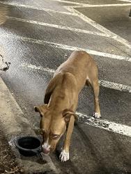 Found/Stray Unknown Dog last seen Tony Shotwell life center, Grand Prairie, TX 75050