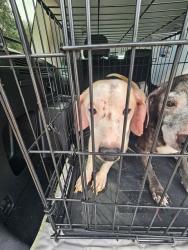 Shelter Stray Male Dog last seen GREENGLEN LANE, 19640 Dogpatch Ln, Land O' Lakes, FL 34638, USA