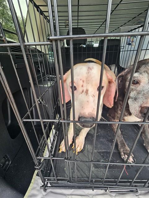 Shelter Stray Male Dog last seen GREENGLEN LANE, 19640 Dogpatch Ln, Land O' Lakes, FL 34638, USA